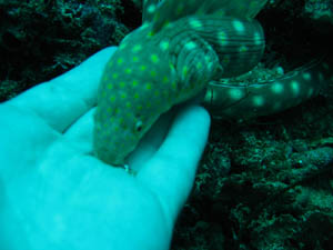 anguilleserpentine300