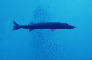 baracuda300 baracuda300