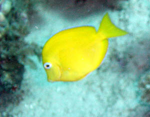 chirurgienjuvenile300