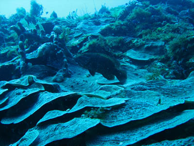 corail-a-feuilles-de-graham