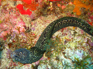 murene2