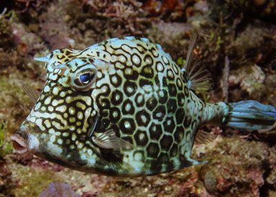 nid d'abeille ou coffre à cornes.jpg