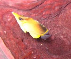 poisson-pincette-jaune