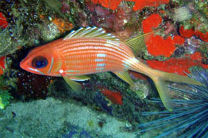 poisson-soldat-a-longues-epines