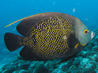 ange français vignette