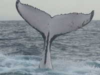 baleine à bosse