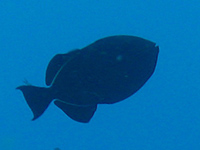 baliste dans le bleu vignette