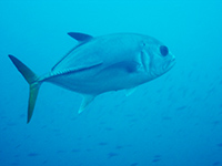 caranguenoire vignette1