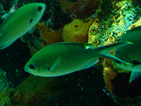 castagnole brune vignette