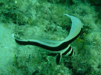 chevalier lancier vignette