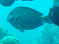 chirurgiens-noirsvignette