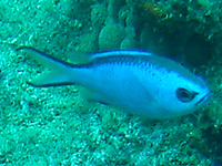 chromis bleue vignette