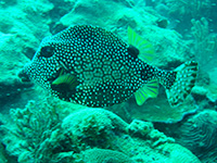 coffre mouton vignette