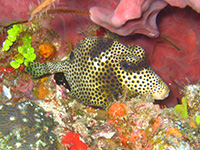 coffre zinga vignette