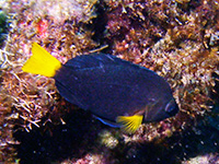 demoiselle queue jaune vignette