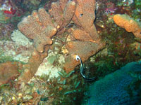 éponge corne d'élan