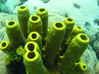 éponge tuyau d'orgue