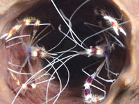 gde crev nettevignette 2