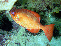 gros yeux juif vignette