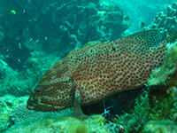 mérou courronné vignette