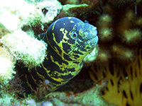 murène gueule pavée vignette