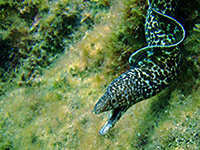 murène tachetée vignette