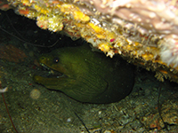 murène verte vignette