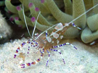 crevette nettoyeuse tachetée