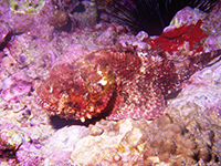 poisson pierre vignette