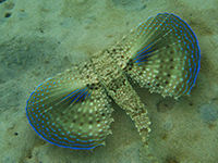 rouget volant vignette