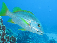 sarde dents de chien vignette