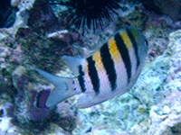 sergent major vignette