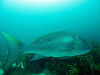 sorbe (pagre) vignette