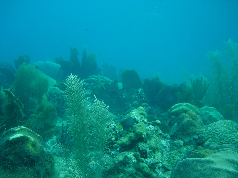 vie sur la côte rocheuse