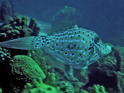 3394-BOURSE-GRAFITTI