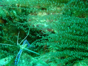 anémone-tire-bouchon 400