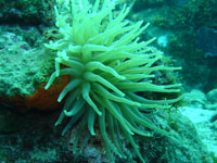 anemone vignette