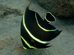 ange français juvenile 300