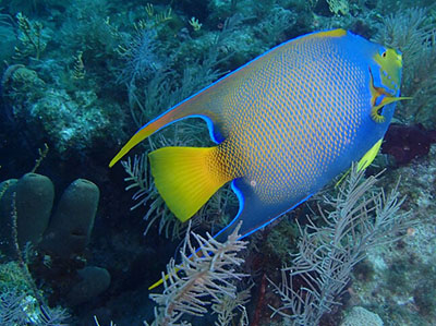 ange royal principal