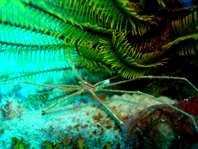 araignée flèche 400