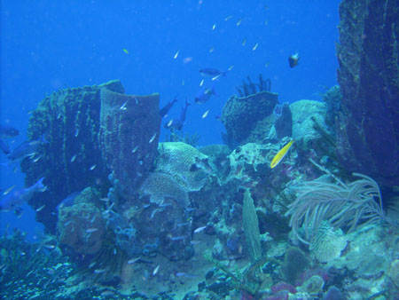 Tout au bord du platier