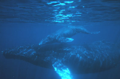 baleine et son bébé. Photo: Dave Glickman/NOAA/wikimedia commons