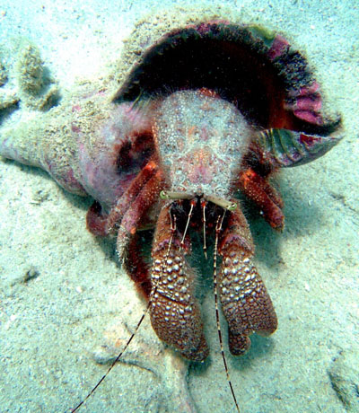 bernard-hermite-geant 400