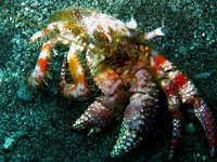 grand bernard l'ermite