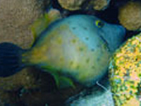 bourse-cabrit-vignette