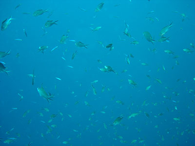 castagnoles brunes principale