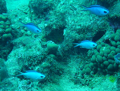chromis principal