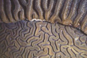 colpophyllia_natans-31_image300