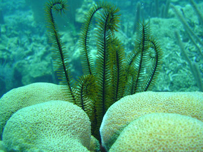 COMATULE-SUR-CORAIL400