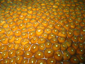 corail étoilé à grand polypes détail 350